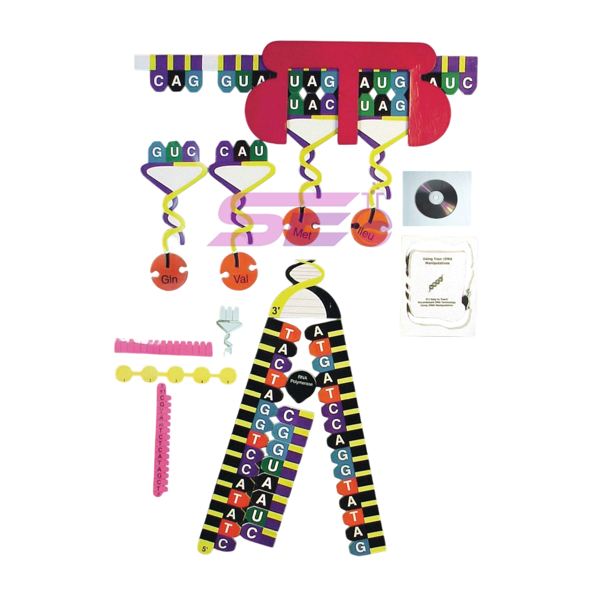 Protein Synthesis Manipulatives Kit